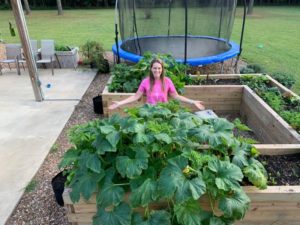 huge zucchini in raised bed