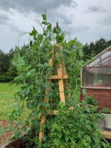 Vegetables that Climb & Sprawl: Trellis Options for Your Garden