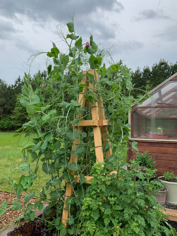 obelisk in garden with peas climbing