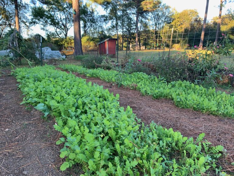 Crop Rotation for Home Vegetable Gardeners