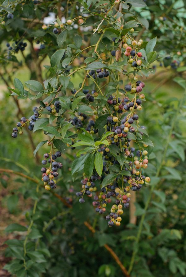 ripening blueberries on bush