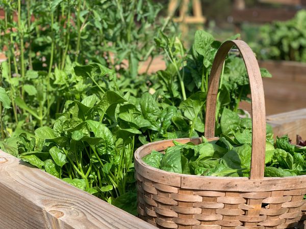 spinach in harvest basket