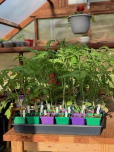 tomatoes outgrowing container