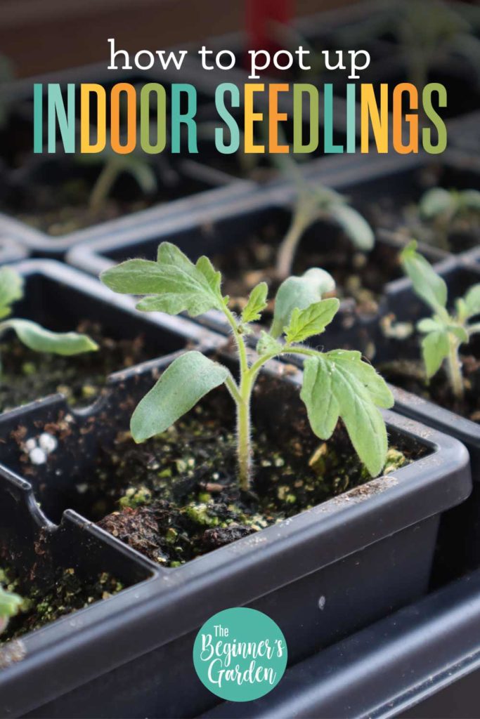 how to pot up indoor seedlings