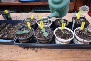 5 Seed Starting Mistakes Beginning Gardeners Make