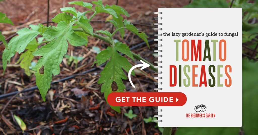 tomato diseases guide
