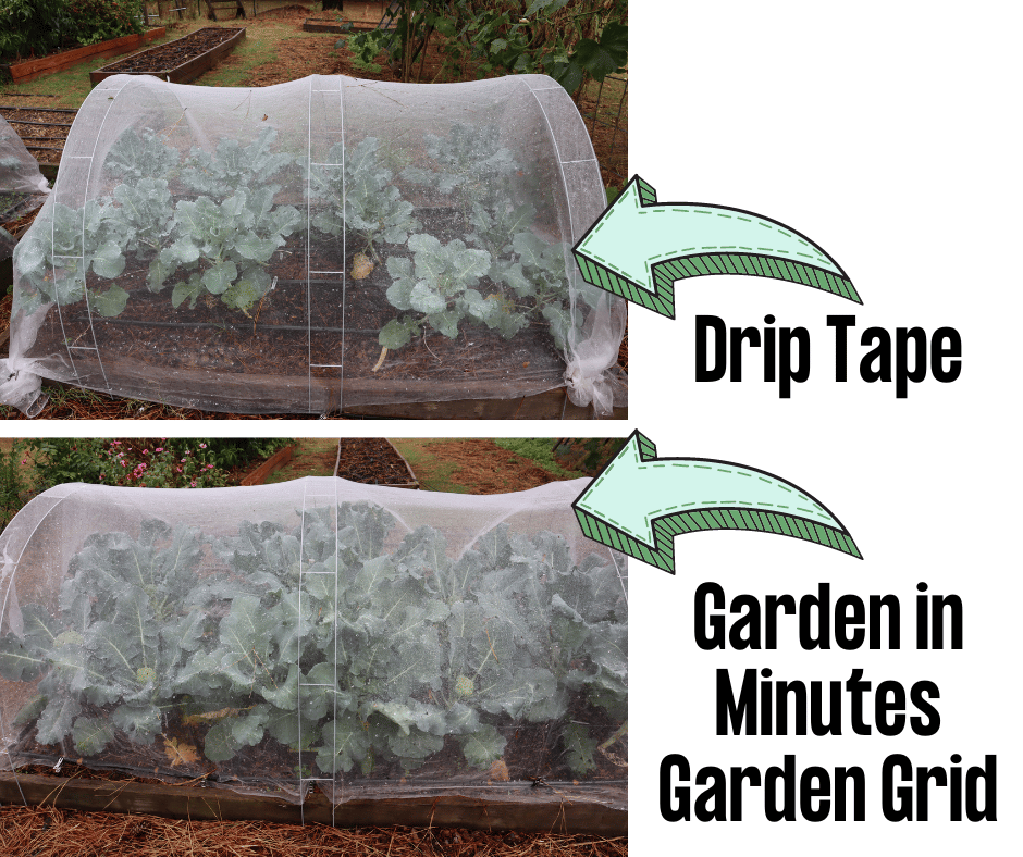 drip tape vs garden in minutes garden grid results