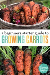 How to Grow Carrots: Beginners Starter Guide