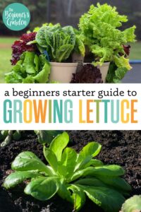 How to Grow Lettuce: Beginner’s Starter Guide