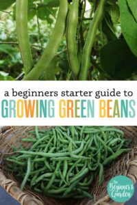 How to Grow Green Beans: Beginner’s Starter Guide