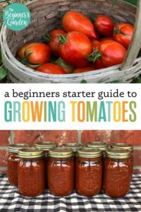 How to Grow Tomatoes: Beginners Starter Guide