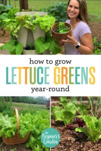 How to Grow Salad Greens Year-Round