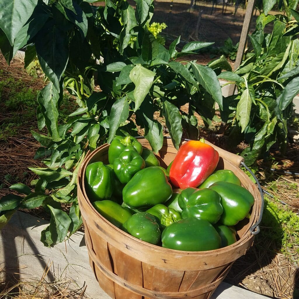 bell peppers growing