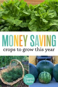 Money Saving Crops to Grow in Your Garden This Year