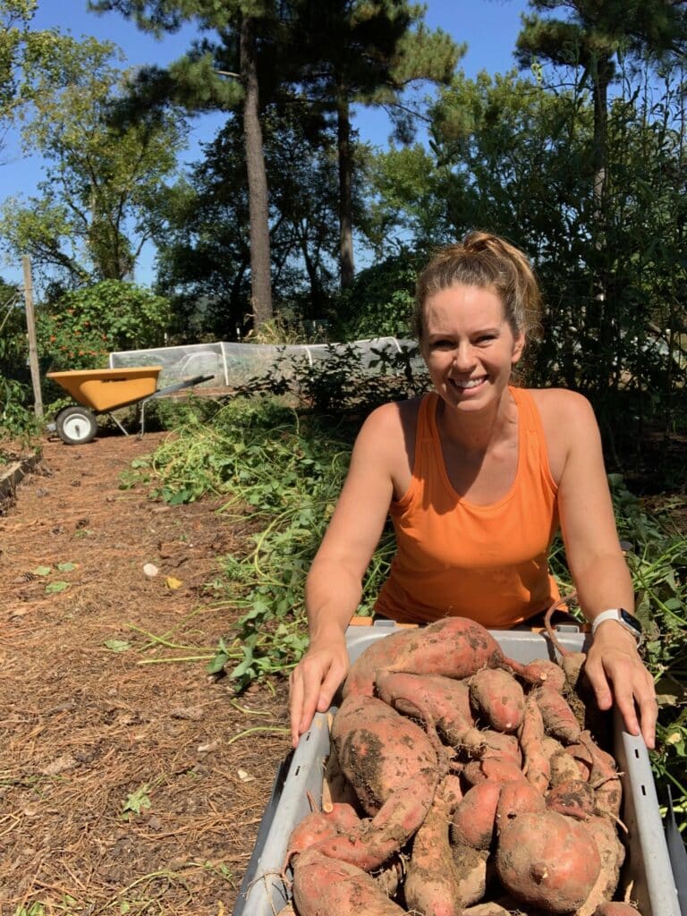 gardener with sweet potatoes