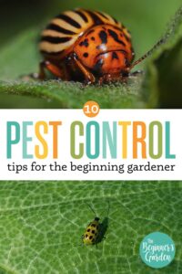 Pest Control Tips for the Beginning Gardener