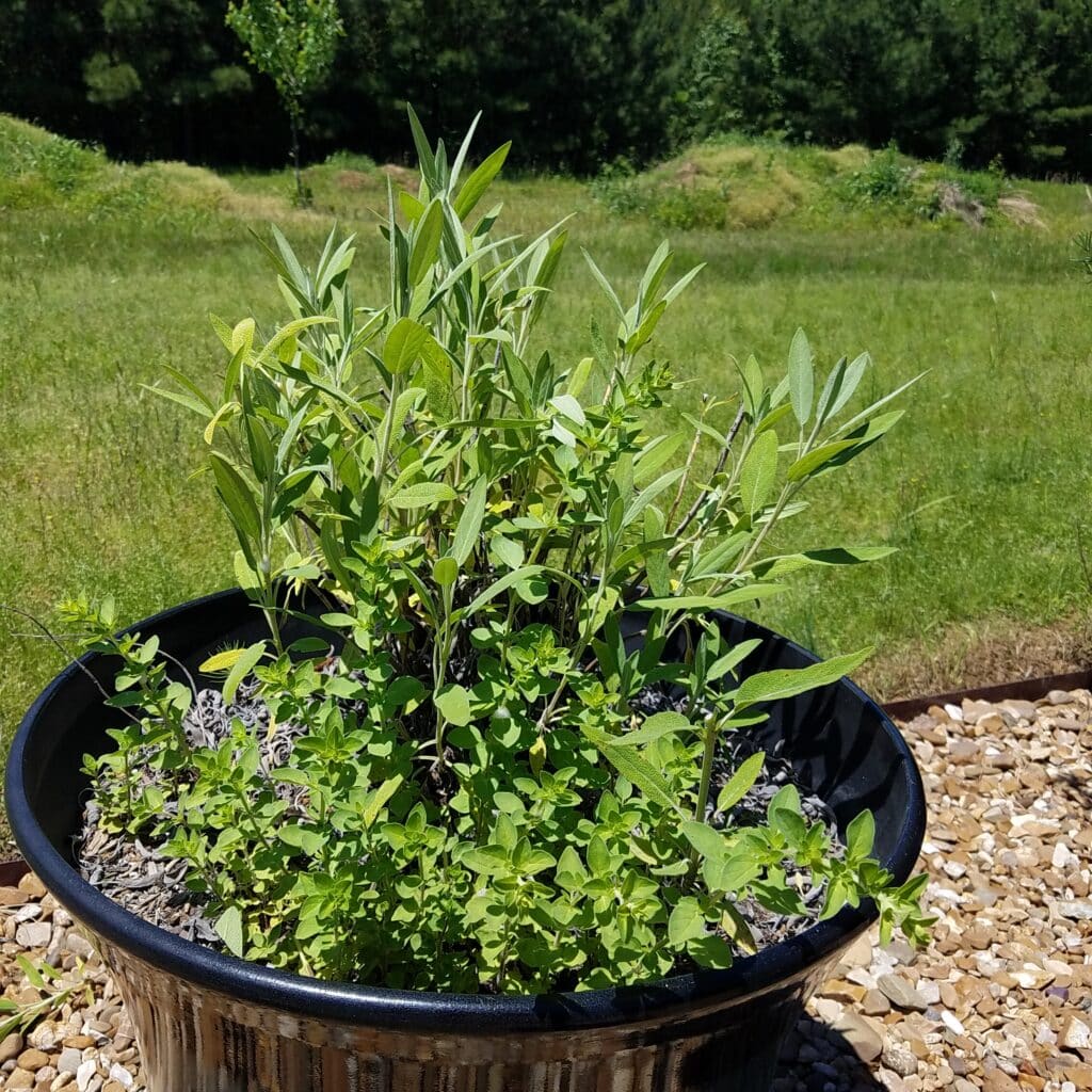 pot of herbs