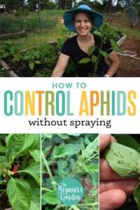 How to Control Aphids Without Spraying