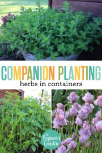 Companion Planting Herbs in Containers