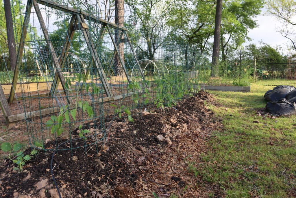 raised row planted with tomatoes