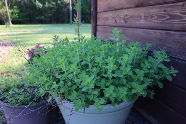 Companion Planting Herbs in Containers The Beginner's Garden
