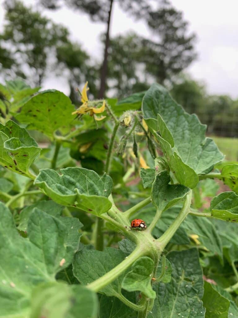 ladybug hunting aphids