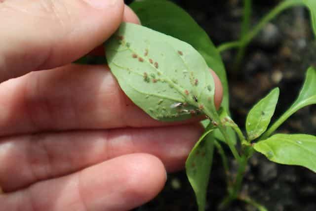 aphids on pepper