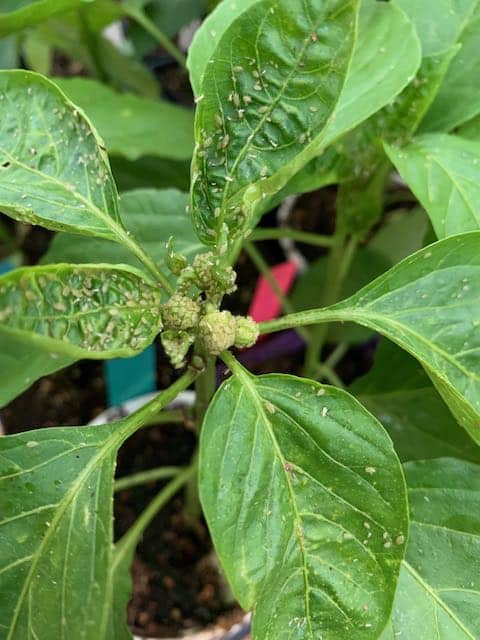 aphids on pepper