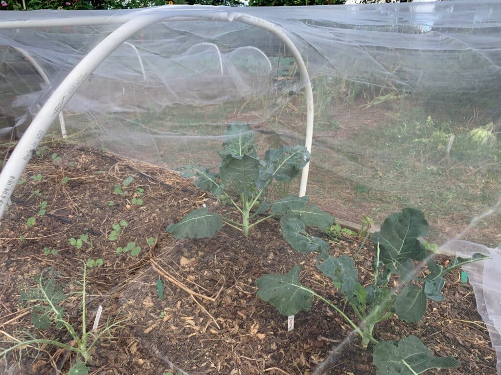 insect netting over broccoli
