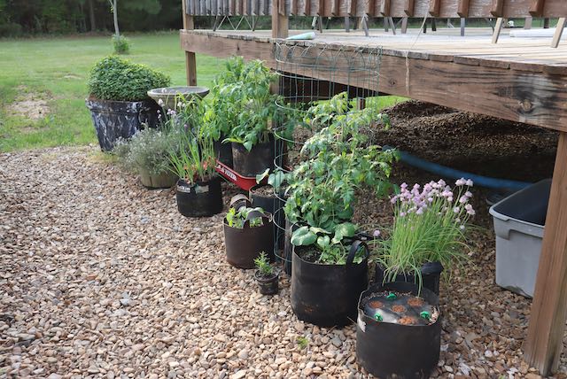 pots of herbs