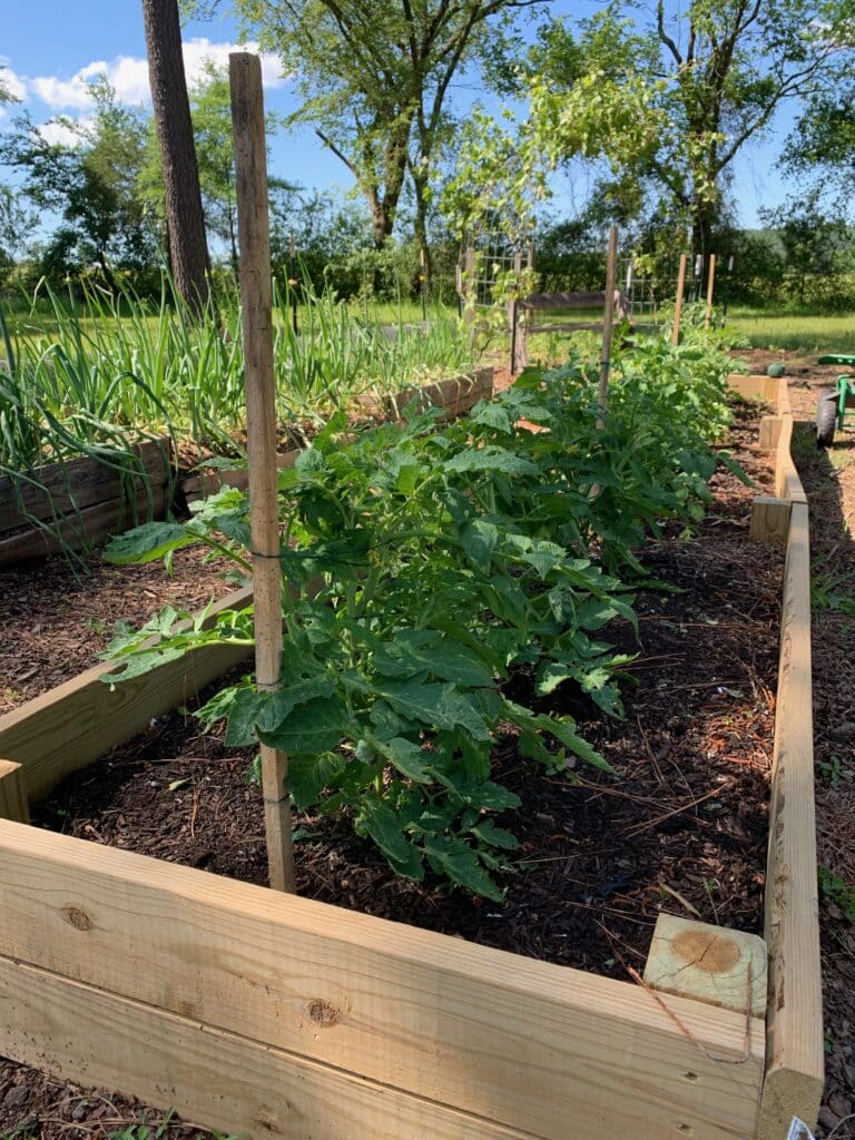 crops planted in raised beds