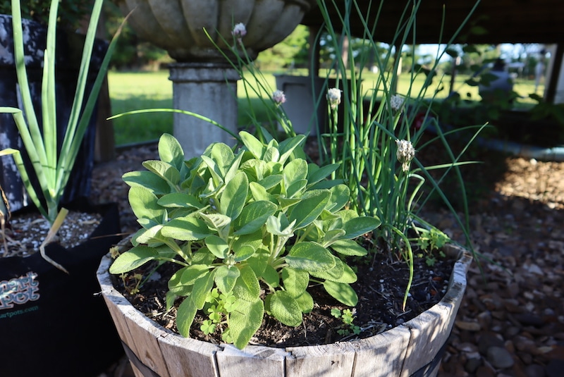 sage with chives in one container