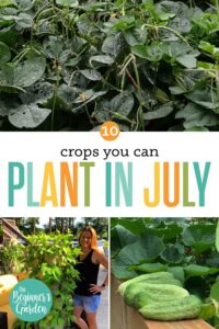 10 Crops You Can Still Plant In July