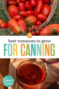 Tomato Varieties Best For Canning