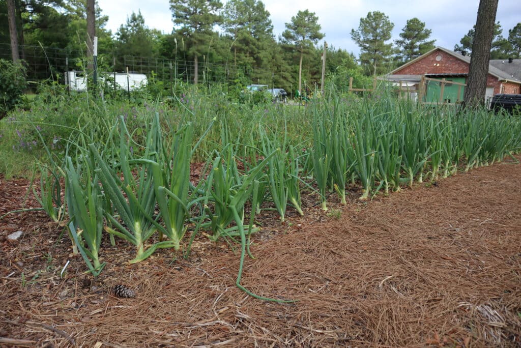 onions growing in ground