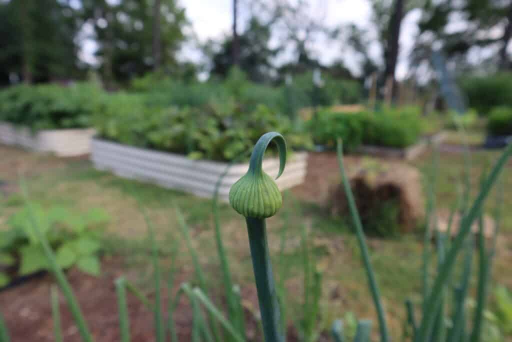 flower stalk on onion