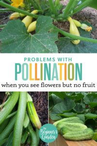 Problems With Pollination: What To Do When You See Flowers But No Fruit On Squash, Zucchini & Cucumbers