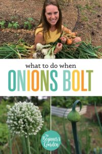 What to Do When Onions Bolt