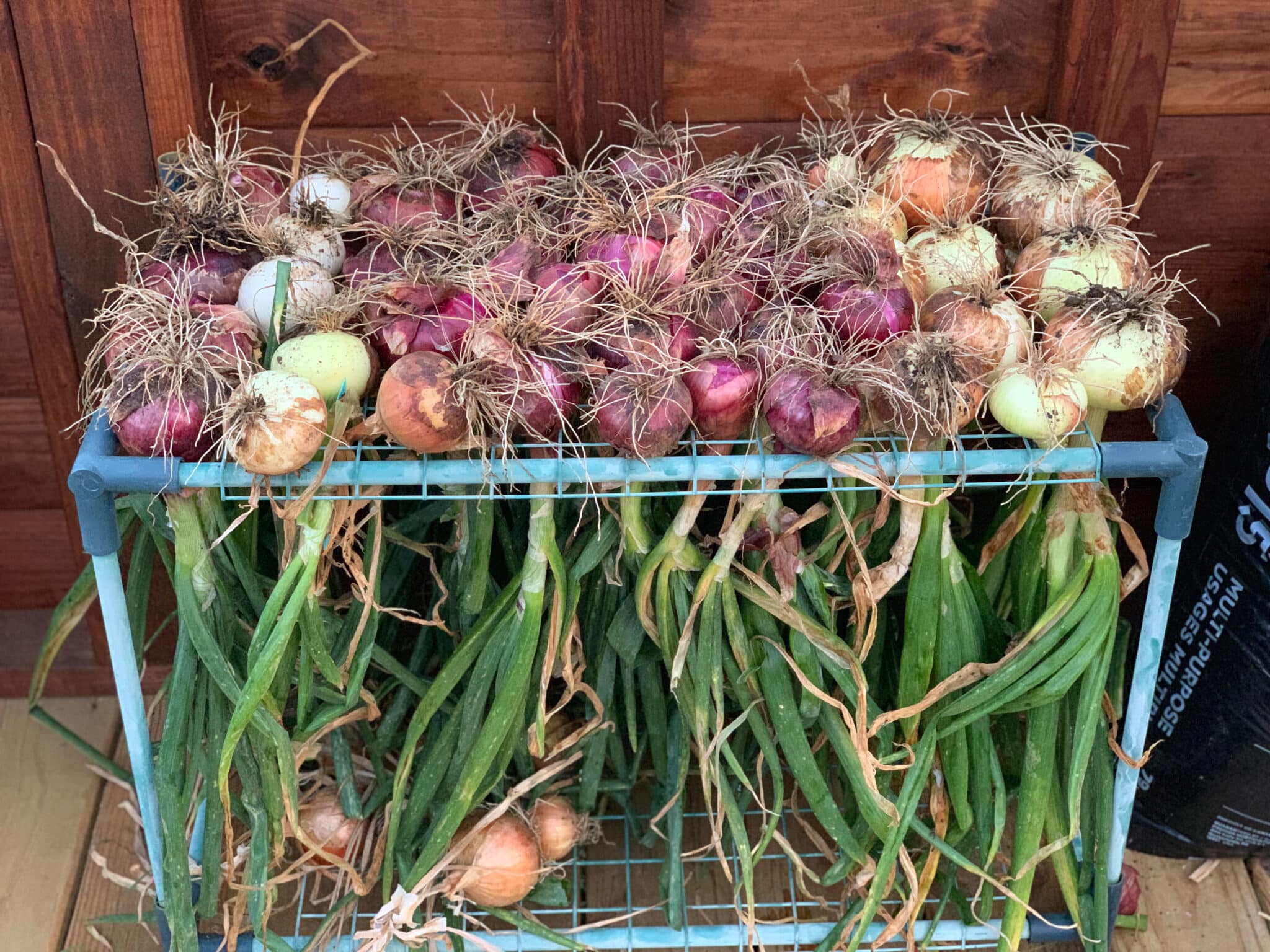 What to Do When Onions Bolt The Beginner's Garden