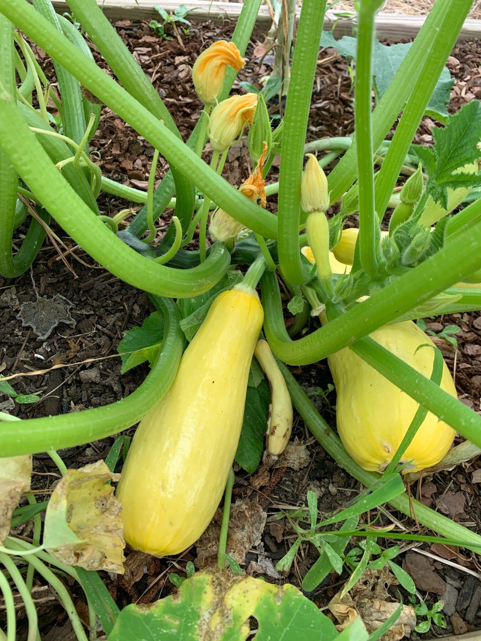 Problems With Pollination What To Do When You See Flowers But No Fruit