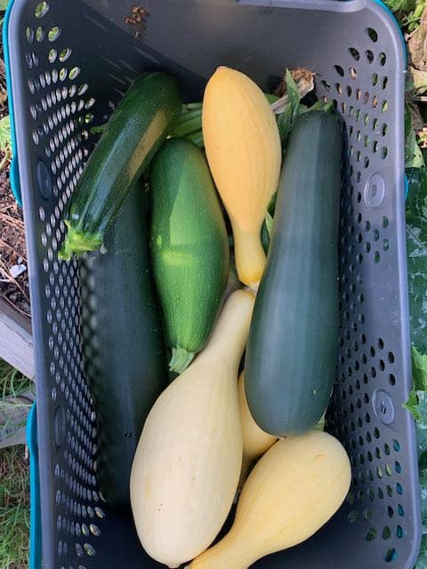 squash and zucchini harvest