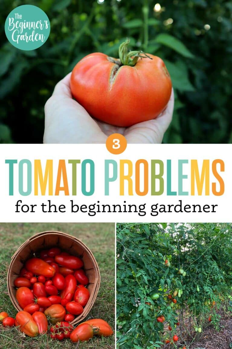 3 Common Tomato Problems for the Beginning Gardener