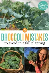 5 Broccoli Growing Mistakes to Avoid in Fall Planting