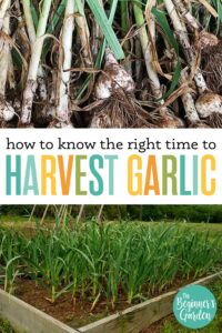 How To Know When Garlic Is Ready To Harvest