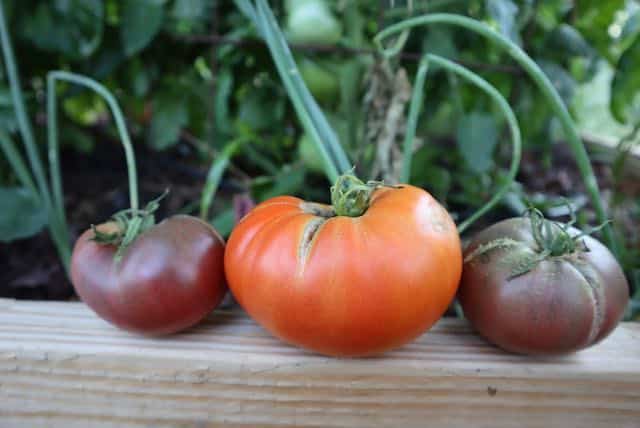 tomatoes on raised bed