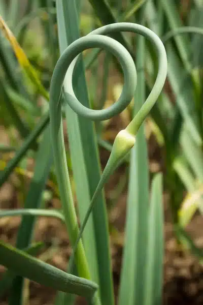 garlic scape