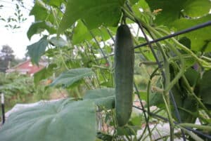 cucumber hanging from trellis