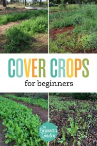 Garden Cover Crops for Beginners
