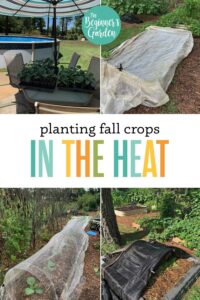 How to Plant Fall Crops in the Heat of the Summer