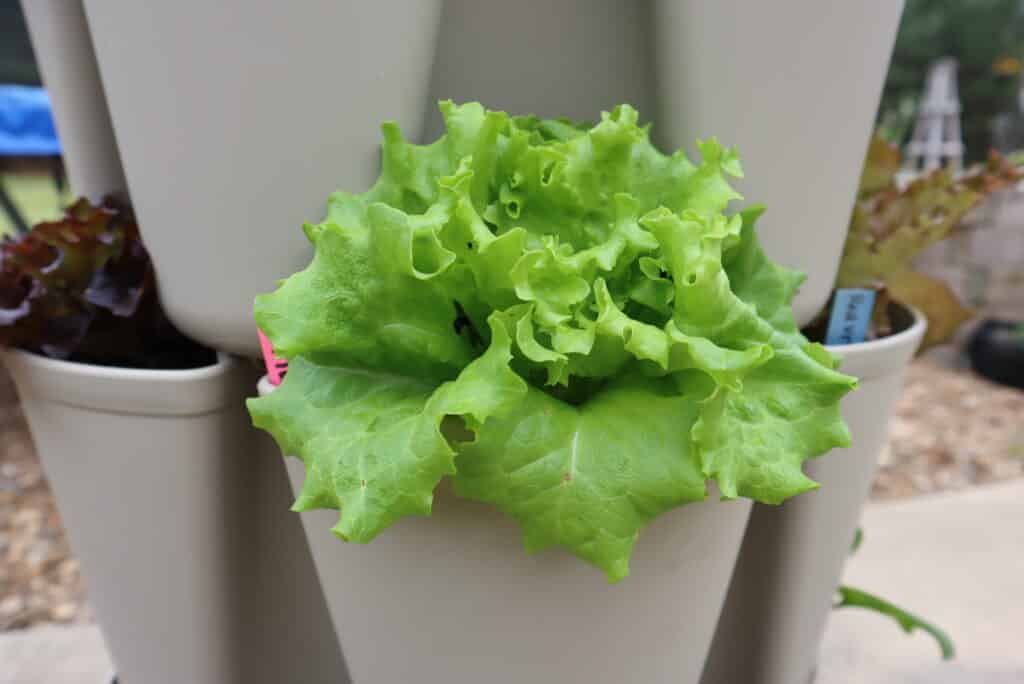 lettuce in the greenstalk
